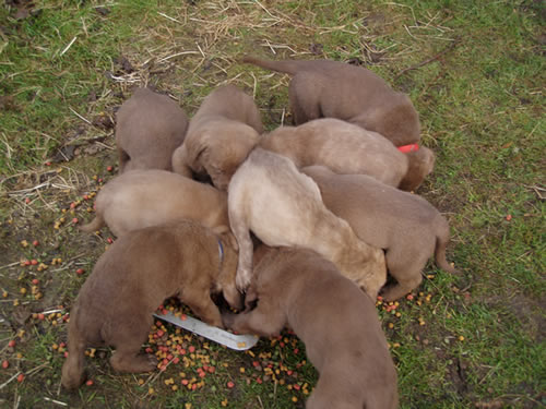 AKC Chesapeake Bay Retriever Puppies For Sale!